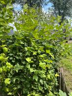 Viburnum opulus roseum, reserveer nu!, Tuin en Terras, Ophalen, Struik, 100 tot 250 cm
