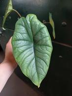 Alocasia platinum, Ophalen, Overige soorten, Minder dan 100 cm