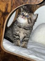Britse korthaar kitten ( witte, tijger) kater, Dieren en Toebehoren, Katten en Kittens | Raskatten | Korthaar, Kater, Ontwormd