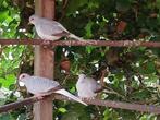Witstuit Diamantduiven, Meerdere dieren, Tropenvogel, Geringd