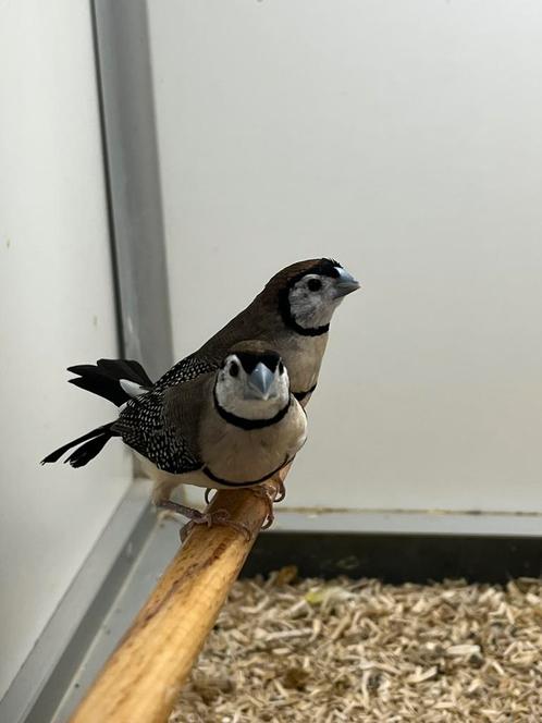 2-0 bichenowastrilde, Dieren en Toebehoren, Vogels | Overige Vogels, Tropenvogel, Mannelijk, Geringd