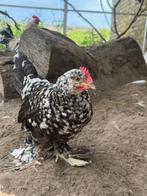 Krielkip hanen, Dieren en Toebehoren, Pluimvee, Mannelijk, Kip
