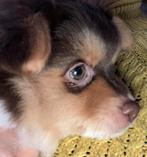 Pomchi puppy reu, Dieren en Toebehoren, Parvo, Reu, 8 tot 15 weken, Eén hond