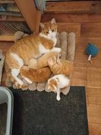 Kittens, Dieren en Toebehoren, Katten en Kittens | Overige Katten, Kater, Kortharig, 0 tot 2 jaar