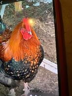Prachtige Marans haan te koop, Dieren en Toebehoren, Mannelijk, Kip