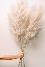 Pampas Pluimen - Decoratie, Ophalen, Nieuw