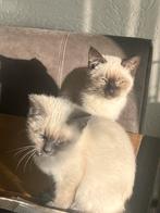Siamese kittens te koop, Dieren en Toebehoren, Katten en Kittens | Raskatten | Korthaar, Meerdere dieren