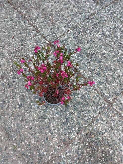 Actie  Daboecia, Tuin en Terras, Planten | Tuinplanten, Ophalen of Verzenden