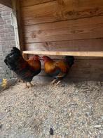 Wyandotte kriel meerzomig patrijs hanen, Dieren en Toebehoren, Pluimvee, Mannelijk, Kip