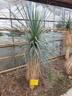 Yucca rostrata ssp. Quatro Cienegas, 180 cm, stam 120 cm, Volle zon, Vaste plant, Zomer, Ophalen
