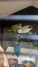 agapornis 11 wkn . Prima tijd om tam te maken, Dieren en Toebehoren, Vogels | Parkieten en Papegaaien, Geslacht onbekend, Dwergpapegaai of Agapornis