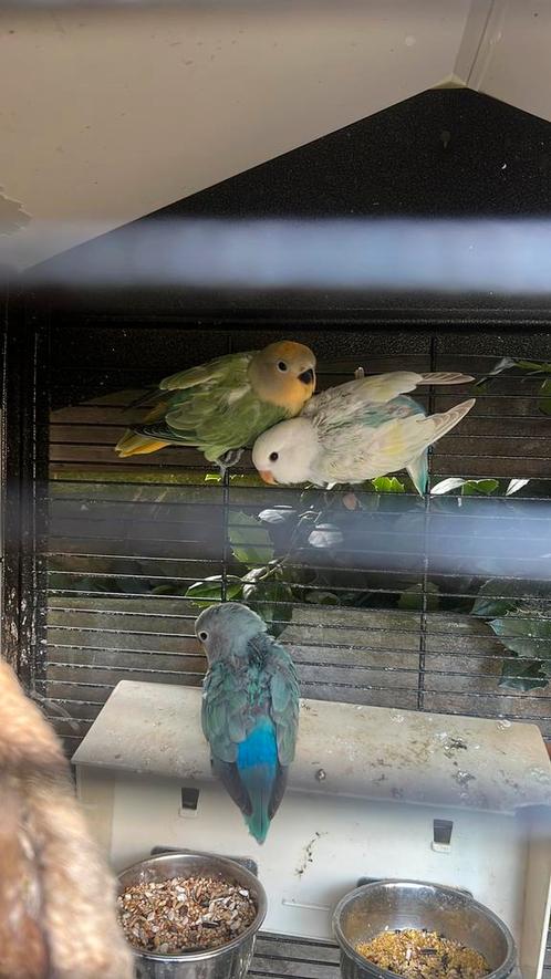 agapornis 11 wkn . Prima tijd om tam te maken, Dieren en Toebehoren, Vogels | Parkieten en Papegaaien, Dwergpapegaai of Agapornis