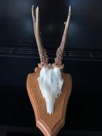 Reebok ree hert gewei, Verzamelen, Ophalen of Verzenden, Nieuw, Hert, Gewei of Kop