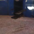 Rijstvisje zwart - Oryzias latipes, Dieren en Toebehoren, Vissen | Aquariumvissen, Vis, Zoetwatervis, Schoolvis