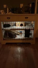 Cavia kast met 2 cavia’s, Kooi, 110 cm of meer, Cavia, Ophalen