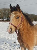 Super leuk valk appaloosa merrie veulen/ 3 jarige valk bonte, Dieren en Toebehoren, Merrie, A pony (tot 1.17m), 0 tot 2 jaar