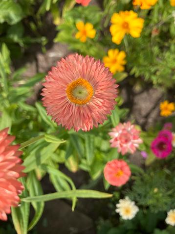 Helichrysum mix zaden beschikbaar voor biedingen