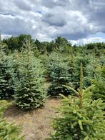 te koop Kerstbomen Picea Omorika  4000 stuks, Ophalen, Bloeit niet, Overige soorten