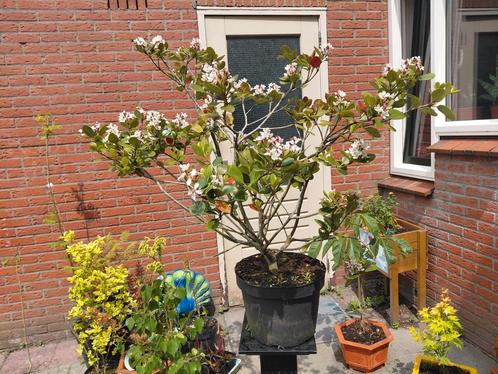 Rhaphiolepis umbellata - Indiase meidoorn, Tuin en Terras, Planten | Bomen, Overige soorten, Halfschaduw, Ophalen