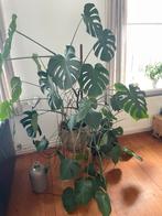 Grote Monstera Deliciosa - 160cm, Huis en Inrichting, Ophalen, Overige soorten, Halfschaduw, In pot