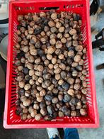Verse Walnoten - Nieuwe Oogst!, Tuin en Terras, Ophalen, Nieuw