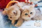 Prachtige en lieve britse korthaar kittens met STAMBOOM, Meerdere dieren, Gechipt, 0 tot 2 jaar