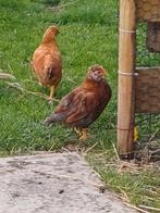 Jonge haantjes x kuifhoen, Dieren en Toebehoren, Mannelijk, Kip