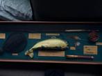 Antieke shadowbox visserij 1911, Ophalen, Nieuw, Complete set