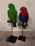 Mooie nieuwe geprepareerde Edelpapegaaien!, Ophalen of Verzenden, Nieuw, Vogel, Opgezet dier