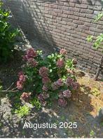 Hortensia (roze), Tuin en Terras, Planten | Tuinplanten, Ophalen of Verzenden, Overige soorten, Halfschaduw