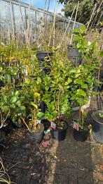 Camelia grote planten 150/175 pot 10 l van 29,95 voor 24,95, Vaste plant, Halfschaduw, Lente, Ophalen