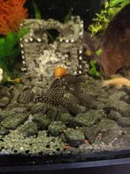 Jonge borstelneuspleco's, Dieren en Toebehoren, Vissen | Aquariumvissen, Vis, Zoetwatervis