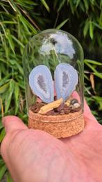 Mini Agate Garden, Ophalen of Verzenden, Mineraal
