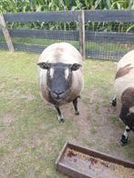 Dassekop schaap, Dieren en Toebehoren, Schapen, Geiten en Varkens, Vrouwelijk, Schaap, 0 tot 2 jaar