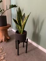 kleine kamerplant vrouwentong, Ophalen, Halfschaduw, Minder dan 100 cm