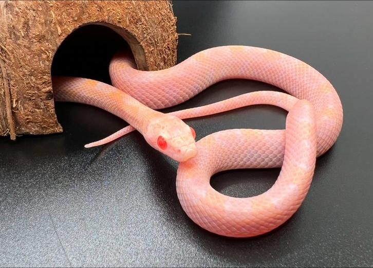 Rattenslangen, Dieren en Toebehoren, Reptielen en Amfibieën, Slang, 0 tot 2 jaar