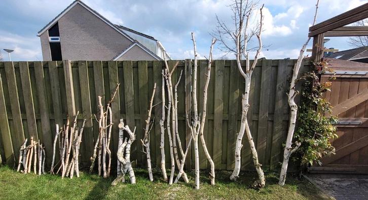 Laatste 3 grote berkentakken / berkenstammen, Dieren en Toebehoren, Vogels | Toebehoren, Zo goed als nieuw, Kooi-accessoires, Ophalen of Verzenden