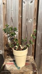 Peperomia verticillata, Ophalen, Overige soorten, Minder dan 100 cm