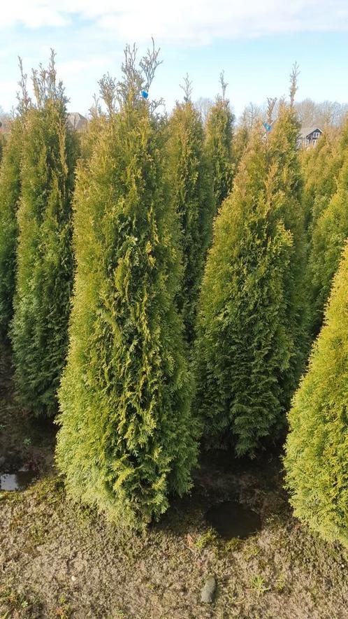 Thuja smaragd coniferen 80/100 t/m 225cm Heg conifeer, Tuin en Terras, Planten | Struiken en Hagen, Haag, Conifeer, 100 tot 250 cm