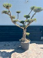 Mooie pon pon olijfboom, Tuin en Terras, Planten | Bomen, 100 tot 250 cm, Olijfboom, Zomer, Ophalen