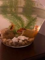 3 Sluierstaarten, Dieren en Toebehoren, Ophalen