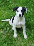Prachtige bordercollie kruising pup’s kunnen nu mee, CDV (hondenziekte), 8 tot 15 weken, Collie, Meerdere