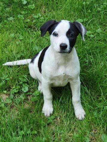 Prachtige bordercollie kruising pup’s kunnen nu mee beschikbaar voor biedingen