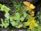 Nog diverse biologische tuinplanten, oa bieslook, Tuin en Terras, Planten | Tuinplanten, Halfschaduw, Zomer, Vaste plant, Overige soorten