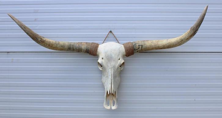 Grote schedel TEXAS STYLE LONGHORN 141 cm - ref. C, Verzamelen, Dierenverzamelingen, Nieuw, Schedel, Boerderijdier, Ophalen