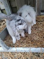 2 lieve vrouwtjes konijnen die een nieuw baasje zoeken, Meerdere dieren, Klein, 0 tot 2 jaar