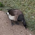 Gezocht: witbuikrotganzen 2025, Dieren en Toebehoren, Pluimvee, Meerdere dieren, Gans of Zwaan