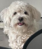 Maltezer, Maltezer, Rabiës (hondsdolheid), 1 tot 2 jaar, Teef