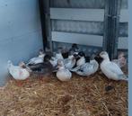 Mooie  kwakertjes, Dieren en Toebehoren, Meerdere dieren, Kip