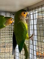 2-0 St Thomasparkiet, Mannelijk, Parkiet, Geringd